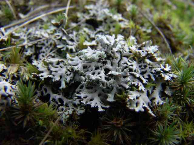 Hypogymnia physodes, een meestal op bomen groeiend korstmos, hier in de duinen van Terschelling op de grond tussen mossen. 